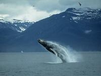 Cánada & Ballenas 2026 Cánada & Ballenas 2026