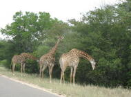 Extensión Parque Kruger